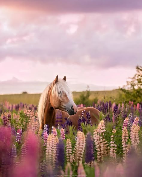 Horse Field, Haflinger Horse, Horse Flowers, Beautiful Horses Photography, Spring Horse, Cute Horse Pictures, Beautiful Horse Pictures, Folk Songs, Horse Wallpaper