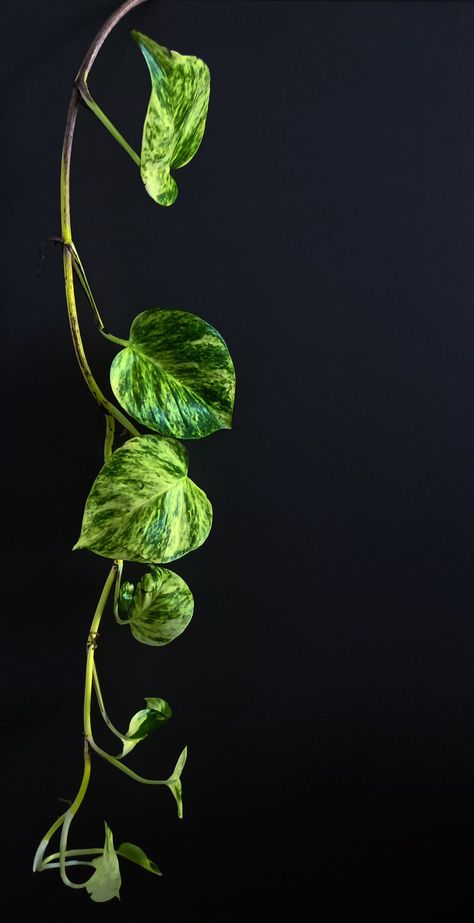 Pothos Wallpaper, Golden Pathos, Pathos Plant, Botanical Reference, Aesthetic Reference, Pothos Vine, Vine Drawing, 2020 Wallpaper, Epipremnum Aureum