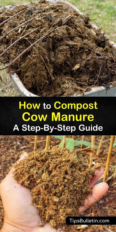 Did you know that fresh cow manure makes great cow dung compost? Discover how to improve soil health with the nutrient-rich organic matter delivered by composted manure. We’ve got fascinating tips and helpful tricks to get you started on your own organic compost journey. #compost #cow #manure Manure Compost Bin, Chicken Manure Compost, Manure Composting, How To Compost, Horse Manure, Compost Tumbler, Chicken Manure, Compost Pile, Cow Manure