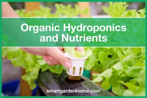 Hydroponic Nutrients, Plants Without Soil, Hydroponic Garden, Hydroponic Farming, Essential Minerals, Smart Garden, Hydroponic Gardening, Growth And Development, Urban Farming