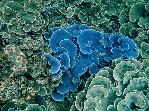 Blue Montipora Capricornis? - Aquarium Advice - Aquarium Forum Community Sea Illustration Art, Mushroom Coral, Coral Painting, Coral Reef Art, Marsa Alam, Sea Plants, Coral Art, Life Aquatic, Healing Space