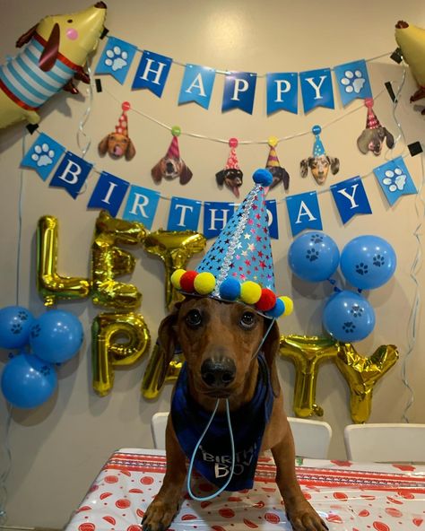 Dog Party Photoshoot, Dog Birthday Party Ideas, Hayward California, Dog's Birthday, Celebrating Birthday, Dog Birthday Cake, Metallic Balloons, Dog Birthday Party, Puppy Birthday