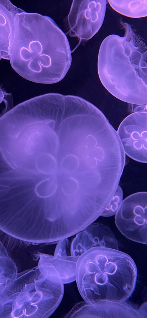 Hd Jellyfish Wallpaper, Purple Ocean Wallpaper, Jellyfish Phone Theme, Iphone Wallpaper Purple Aesthetic, Purple Jellyfish Wallpaper, Jellyfish Aesthetic Wallpaper, Jellyfish Wallpaper Iphone, Purple Jellyfish, Jellyfish Wallpaper