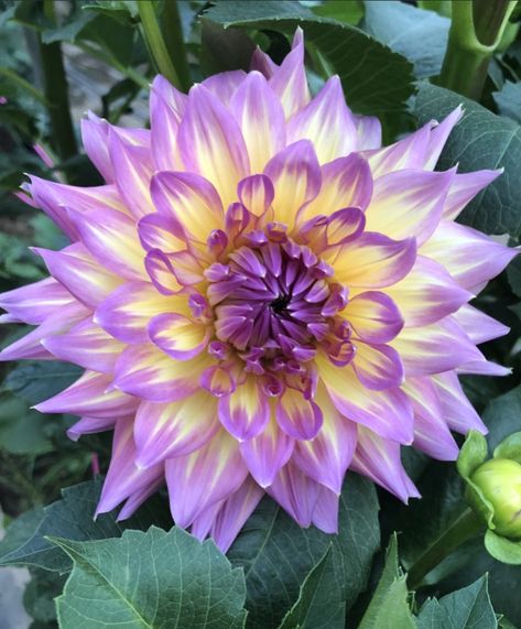 Galactic Dahlia, Dahlia Patch, Flowers On Table, Different Kinds Of Flowers, Lotus Flower Pictures, Dahlia Bouquet, Dahlias Garden, Growing Dahlias, Fancy Flowers