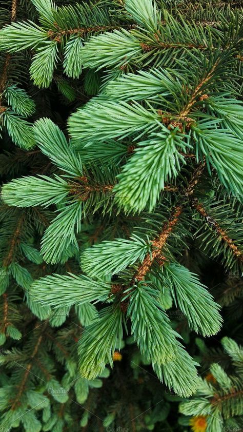 Cool Wallpapers For Your Phone, Forest Pattern, Pine Leaf, Pine Trees Forest, Holly Tree, Leaf Texture, Christmas Greenery, Unique Trees, Beltane