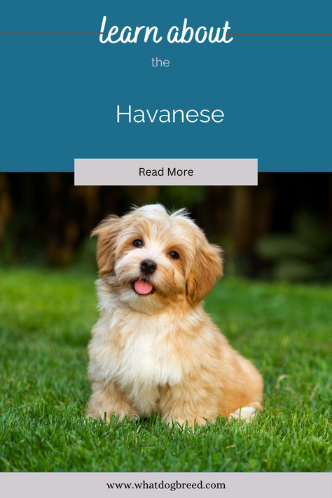 Step into the world of charm and affection with the Havanese breed! 🌟🐾 Explore these delightful companions, featuring insights into their playful personality, grooming needs, and tips for nurturing their loving nature. Whether you're captivated by their silky coat or enchanted by their cheerful disposition, this post is your go-to resource for all things Havanese. Click to uncover the joy and companionship that these lovable dogs bring into our lives! #Havanese #DogLovers #PlayfulPups #PetCare Havanese Dogs, What Dogs, Dog Breed, Pet Care, Enchanted, Dog Breeds, Dog Lovers, Bring It On, Dogs