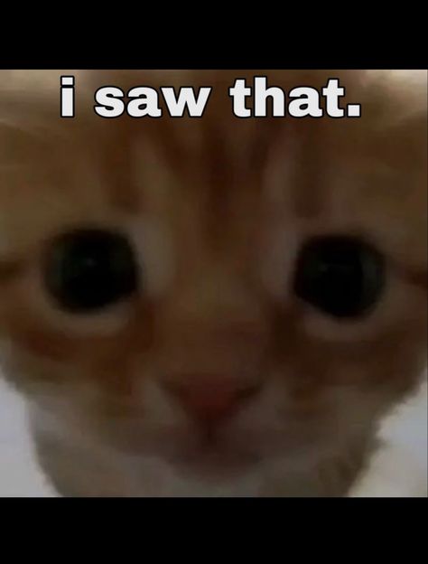 I Saw What You Deleted Cat, I Saw That Reaction Pic, I Have A Silly Thing To Say Cat, I Cannot Contain The Silliness, Huh Cat, Cat Mem, Silly Cars, Funny Cat Jokes, Silly Kitty