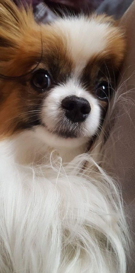 Papillion Puppies, Papillon Dog Puppy, Papillon Puppies, Papillon Puppy, Dog Breath, Papillon Dog, Puppies And Kitties, Purebred Dogs, Dog Facts