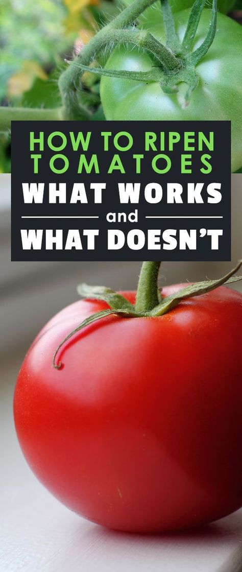 How To Ripen Tomatoes, Tomato Ideas, Planting Veggies, Ripen Green Tomatoes, Gardening Tomatoes, Tomatoes Growing, Growing Tomatoes Indoors, Preserving Vegetables, Tomato Growing