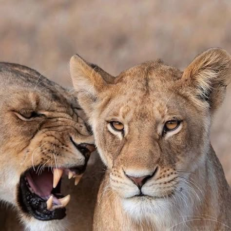 Lioness And Cubs, Wild Savannah, Female Lion, Wildlife Biologist, Cutee Animals, Roaring Lion, Serengeti National Park, Lion Images, Beautiful Snakes