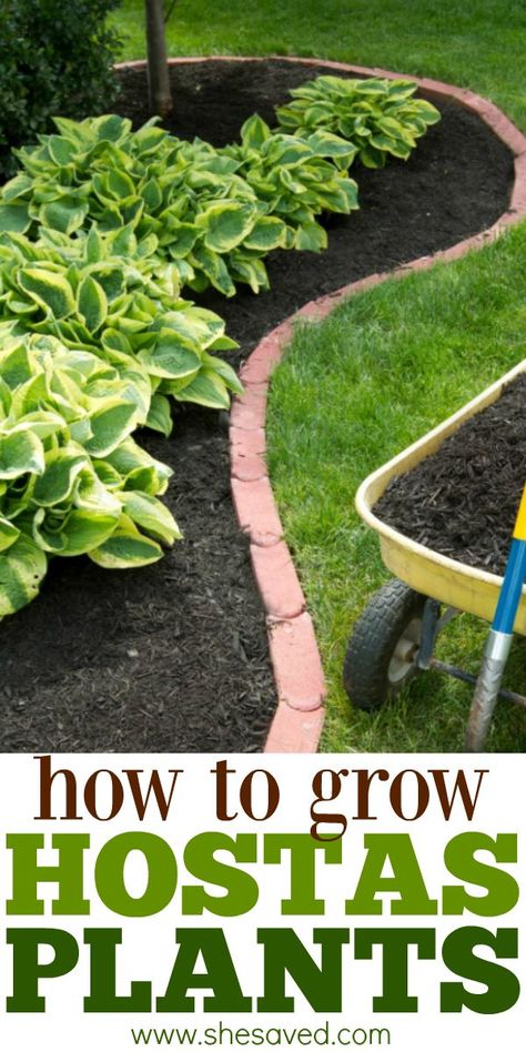 Planting Hostas Around Trees, Planting Hostas, Hostas Plants, Hosta Care, Plants Care, Outside Plants, Patio Flowers, Hosta Gardens, Hosta Plants