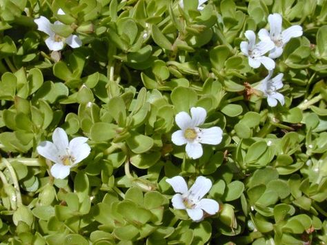 BRAHMI Bacopa monnieri.  Frost tender perennial creeper. it's a bog plant that likes moist conditions.  Can grow in hanging pots for ease of harvest. Bacopa Monnieri, White Flowers, Benefits, Flowers, Green, White