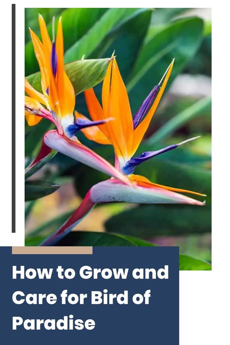 Understanding the essentials of growing and caring for a Bird of Paradise will ensure it thrives and becomes a stunning focal point in your home. Follow these tips to enjoy a flourishing plant that adds a touch of exotic beauty to your space. Growing Bird Of Paradise Indoors, White Bird Of Paradise Plant, Bird Of Paradise Flower, Bird Of Paradise Plant, Small Indoor Plants, Paradise Plant, Birds Of Paradise Flower, Banana Tree, Soil Ph