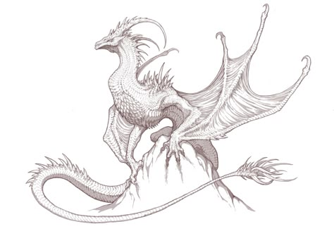 Dragon Poses, Dragon Anatomy, Mythical Creatures Fantasy, Dragon Sketch, Creature Artwork, Monster Concept Art, Dragon Pictures, Fantasy Creatures Art, Dragon Artwork