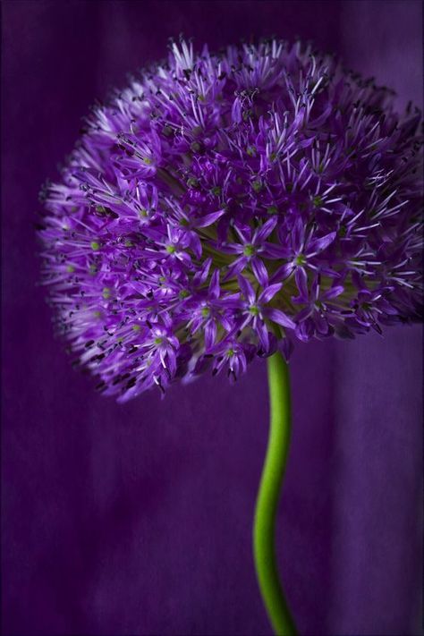 Natures Doorways ~ Purple Allium: To Heart, Purple Reign, Purple Love, All Things Purple, Purple Lilac, Purple Rain, Purple Hues, Purple Wallpaper, Purple Aesthetic