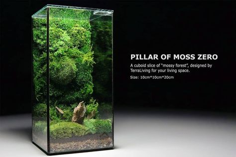 TerraLiving on Instagram: “Pillar of Moss ZERO, a definitive way for you to enjoy the breathtaking view of real moss in your living space, at no maintenance. *The…” Tank Terrarium, Whites Tree Frog, Bonsai Forest, Fish Tank Terrarium, Indoor Water Garden, Beautiful Terrariums, Inside Plants, Moss Terrarium, Moss Art