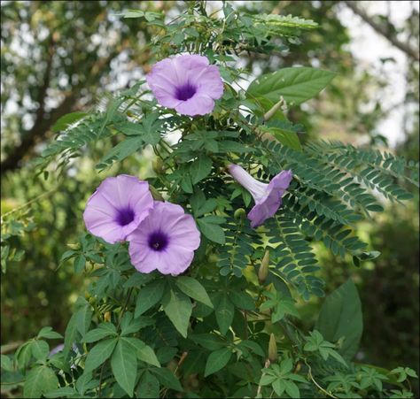 Ipomoea the impressive climbing cone - an easy and highly ornamental plant for gardens and balconies. | My desired home Morning Glory Seeds, Common Names, Ornamental Plants, Messina, Lavender Flowers, Morning Glory, Creepers, Garden Seeds, Cairo