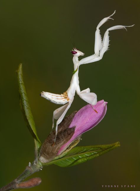 White Praying Mantis, Interesting Bugs, Orchid Mantis, Sweet Images, Cool Insects, Bugs Life, Dragon Flies, Cool Bugs, Beautiful Bugs