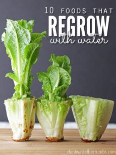 Simple Tips for the Rookie Gardener Lettuce Regrow, Regrow Lettuce, Regrow Celery, Resep Sandwich, Gemüseanbau In Kübeln, Regrow Vegetables, Indoor Vegetables, Indoor Vegetable Gardening, Paneer Tikka