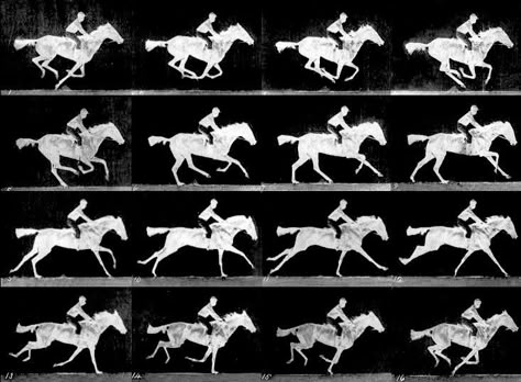 Muybridge - race horse gallop Horse Racing Illustration, Horse Run Cycle, Muybridge Horse, Horse Diagram, Jousting Knight, Sequence Photography, Eadweard Muybridge, California Chrome, Photo Sequence