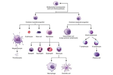 Bone Marrow Structure and Function: Bone Marrow Stem Cells Cell Definition, Cell Differentiation, Types Of Blood Cells, What Is Stem, Cord Blood Banking, Teaching Biology, Structure And Function, White Blood Cells, Medical Laboratory