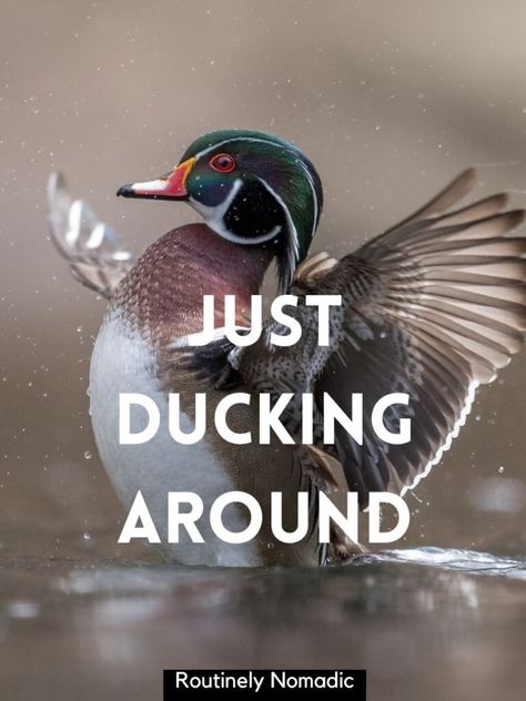 Quotes For Photos, Duck Jokes, Photo For Christmas, Duck Quotes, Native American Proverb, Duck Photo, Happy As A Clam, Wild Duck, Duck Pins