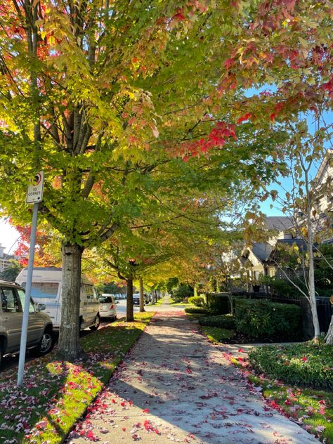 #autumn #tree #treelinestreet #beautifulbritushcolumbia #vancouver Aesthetic Vancouver, In The City Aesthetic, Vancouver Aesthetic, The City Aesthetic, Vancouver Neighborhoods, Neighborhood Street, Autumn Tree, North Vancouver, Tree Line