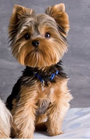 #YorkshireTerrier Teddy Bear Yorkie Haircut, Morkie Haircut, Yorkie Puppy Haircuts, Yorkie Grooming, Yorkie Haircut, Dog Yorkie, Yorkie Haircuts, Templar Knight, Dog Tattoo Ideas