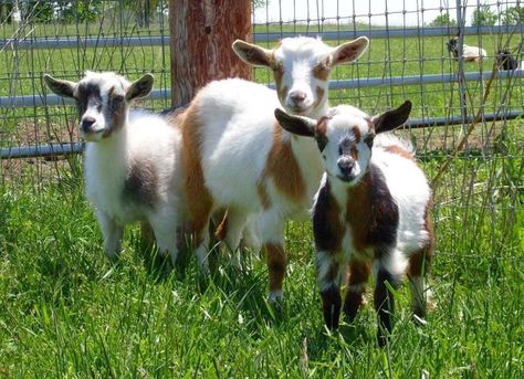 Pygmy Goats, Street Gang, Hobby Farming, Pure Country, Goat Care, Boer Goats, Raising Goats, Pygmy Goat, Goat Farm