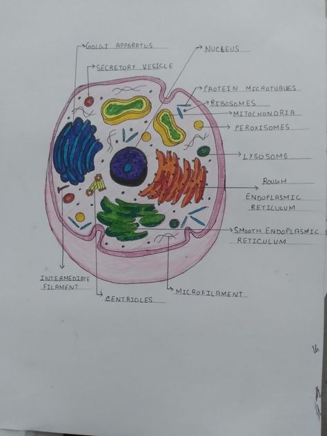 Cell structure Cell Organelles Diagram, Human Cell Drawing, Human Cell Diagram, Human Cell Structure, Animal Cell Drawing, First Page Of Project, Biology Project, Cell Project, Human Respiratory System