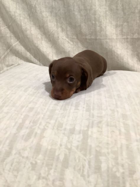 Chocolate And Tan Miniature Dachshund, Chocolate And Tan Dachshund, Dachshund Mix Puppies, Teacup Dachshund, Chocolate Dachshund, Tan Dachshund, Brown Dachshund, Dachshund Puppies For Sale, Brown Puppies