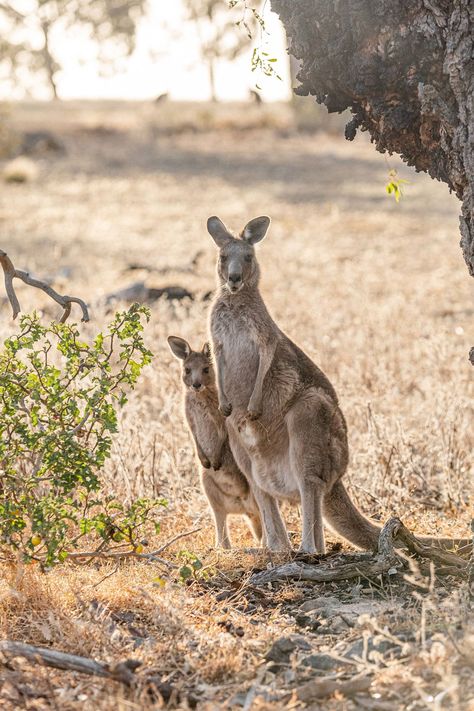 Kangaroos in Woodlands Historic Park, Australia Kangaroo Image, Scuba Diving Australia, Places In Australia, Travel Fiji, Wildlife Images, Magical Animals, Travel Croatia, Most Beautiful Places To Visit, Visit New Zealand