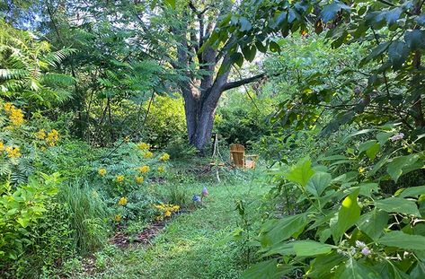 The Humane Gardener | Nurture a Backyard Wildlife Habitat | joegardener® Backyard Wildlife Habitat, Backyard Habitat, Window Well Cover, Lawn Alternatives, Rain Bird, Virginia Creeper, Wildlife Garden, Window Well, Concept Ideas