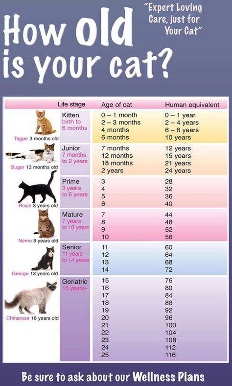 How old?!! | Blogizing Cat Years, Cat Ages, Cat Anime, Cat Care Tips, Kitten Care, Old Cats, Cat Training, Cat Behavior, Pet Hacks