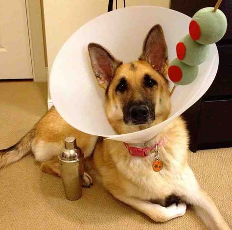 15 Simple, Easy Pet DIY Costumes Diy Pet Costumes, Best Dog Halloween Costumes, Dog Cone, Cone Of Shame, Dog Halloween Costumes, Dog Costumes, Dog Costume, Pet Costumes, Beanie Babies