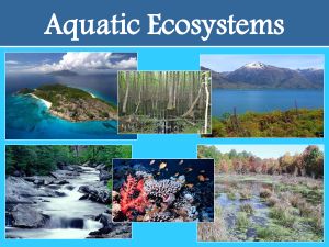 Aquatic Ecosystems :   An aquatic ecosystem is an ecosystem in a river. Areas of creatures that are dependent on each other and on their atmosphere exist in aquatic ecosystems. The two main types of ecosystem are marine and fresh water ecosystems. Biotic And Abiotic Factors, Terrestrial Ecosystems, Biotic And Abiotic, Abiotic Factors, Science Foldables, Transfer Of Energy, Ecosystems Projects, Trophic Level, Ocean Ecosystem