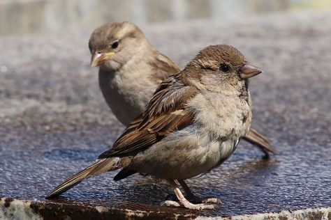 Sparrows House Sparrow Sperling - Free photo on Pixabay House Sparrow, Sparrow Bird, Mosaic Birds, Bird Paintings, Bird Photos, How To Attract Birds, Sparrows, Backyard Birds, Bird Drawings