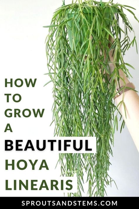 Care & Propagation Tips You NEED for the Unique Hoya Linearis Linearis Hoya, Hoya Propagation, Hoya Bilobata, Hoya Care, Hoya Collection, Hoya Varieties, Hoya Linearis, Propagation Tips, Houseplant Collection