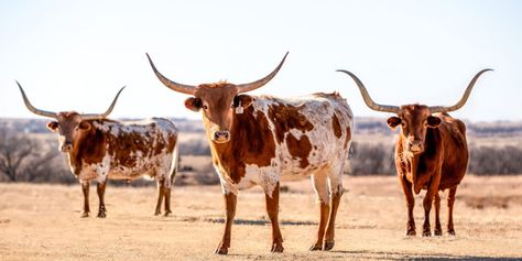 Freya Character, Cattle Photography, Broccoli Sauce, Pyrography Ideas, Longhorn Steer, Longhorn Cattle, Longhorn Cow, Sling Tv, Texas Forever