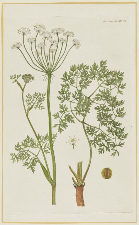 RBC Art Pick: Flora Danica | Art Gallery of Ontario Art Gallery Of Ontario, Flora Danica, Copper Engraving, Plant Life, Botanical Illustration, Hand Coloring, Botanical Prints, Botany, Ontario