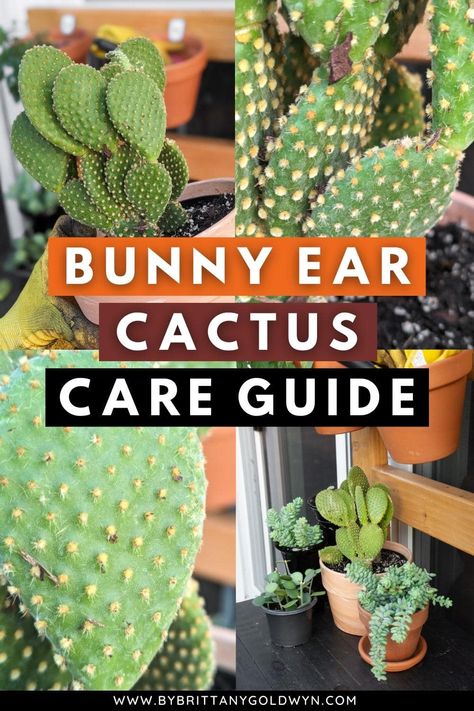 Bunny ear cactus is a cute, classic cactus with rounded, flat paddles and sharp barbs. Learn how to care for it as a houseplant! Indoor Forest, Paddle Cactus, Fairy Castle Cactus, Bunny Ear Cactus, Opuntia Microdasys, Easter Cactus, Cactus Care, Propagating Succulents, Succulent Soil