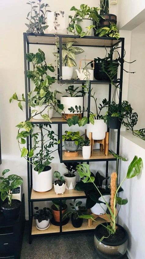 Black Plant Shelves, Indoor Plants Ideas Decor, Plant Organization, Hanging Plant Indoor, Interior Plant Design, Indoor Plant Ideas, Indoor Plant Shelves, Zimmer Diy, Interior Design Plants