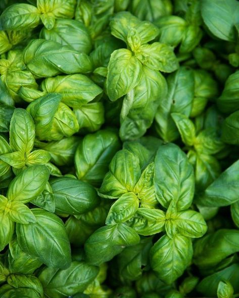 Basil Aesthetic, Respiratory Disorders, Hydroelectric Generator, Cranberry Candles, Ocimum Basilicum, Lotus Tea, Medicinal Herb, Lavender Aromatherapy, Autumn Candle