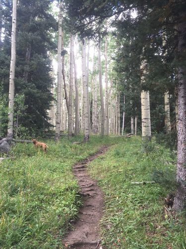 Tesuque and Aspen Vista Loop - New Mexico | AllTrails Joseph Activities, Cali Summer, Cross Country Ski, Mule Deer, Santa Fe New Mexico, Summer Road Trip, Tree Line, Cross Country Skiing, The Meadows