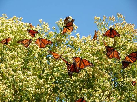 Monarch butterflies flock together Make Food, Cottage Garden Plants, Monarch Butterflies, Butterfly Bush, Rise Of The Guardians, Beautiful Bugs, Tree Hugger, Monarch Butterfly, Butterfly Wings