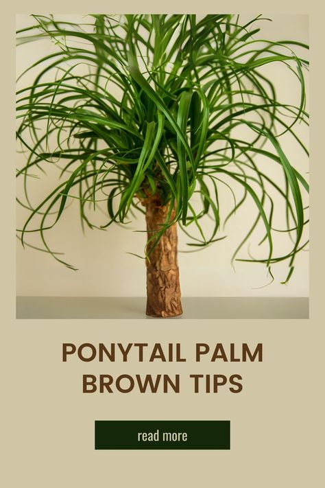 Ponytail Palm SOS! 🌴🆘 Is your ponytail palm looking a little thirsty? 💧 Brown tips can be a sign it needs a drink! Learn how to adjust your watering routine and bring your palm back to life. 🌱 #ponytailpalm #plantcare #houseplants #browntips #savemyplant #indoorjungle Ponytail Palm Care, Ponytail Palm Tree, Houseplant Tips, Ponytail Palm, Brown Tips, Brown Leaves, Indoor Jungle, Garden Stuff, Back To Life