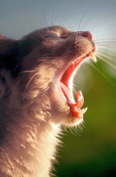 Cat Side Profile, Cat Side, Cat Yawning, Cat Profile, Image Cat, Cat Photos, Science Photos, Cat Boarding, Side Profile