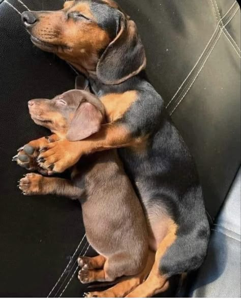 Baby Dachshund, Weiner Dogs, Really Cute Puppies, Sausage Dogs, Hybrid Dogs, Doxie Dogs, Cute Animals Puppies, Really Cute Dogs, Funny Dachshund