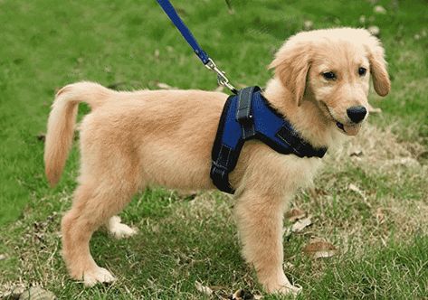 Padded Dog Harness, Puppy Harness, Best Puppies, Guide Dog, Pet Harness, Golden Retrievers, Medium Dogs, Black Dog, Puppy Training