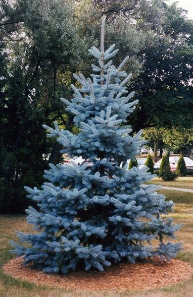 Blue wonder blue spruce (picea glauca "blue wonder") for each corer of main bed 6ft max height -3ft wide max Blue Spruce Tree, Evergreen Landscape, Colorado Blue Spruce, Picea Pungens, Conifers Garden, Types Of Christmas Trees, Spruce Christmas Tree, Gardening Zones, Tree Nursery